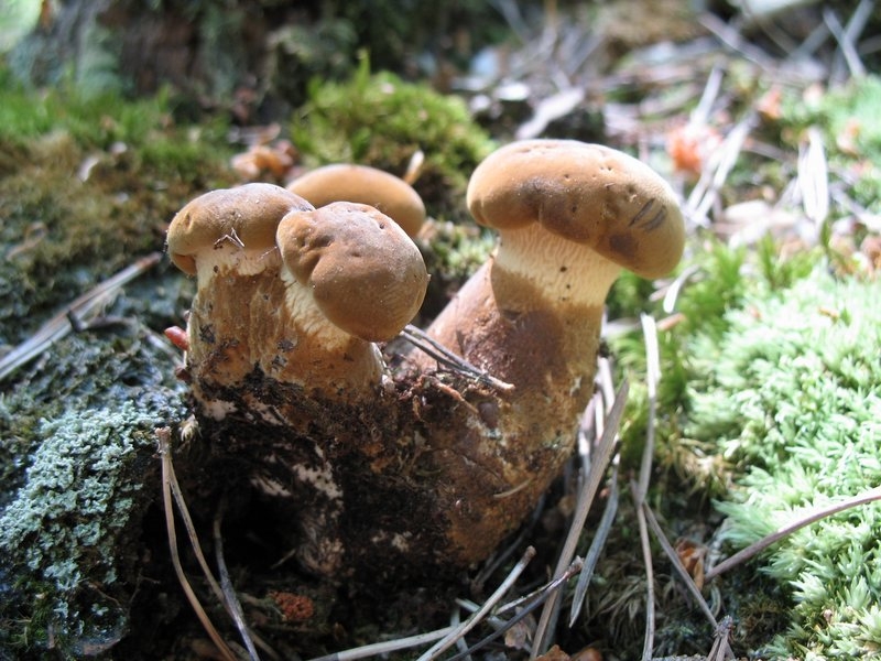 2006 paxillus atrotomentosus